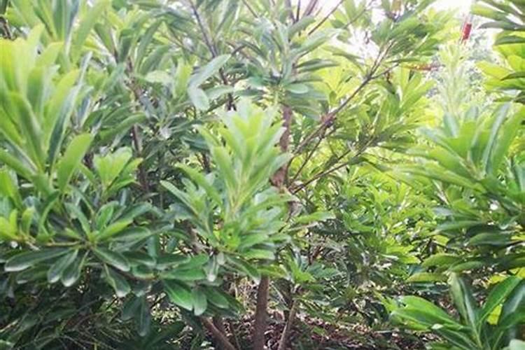 杨梅树什么时候施肥最好