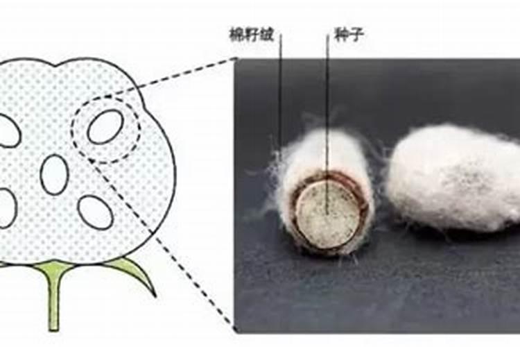 “万能”的芸苔素内酯,你用对了吗？附最全使用方案