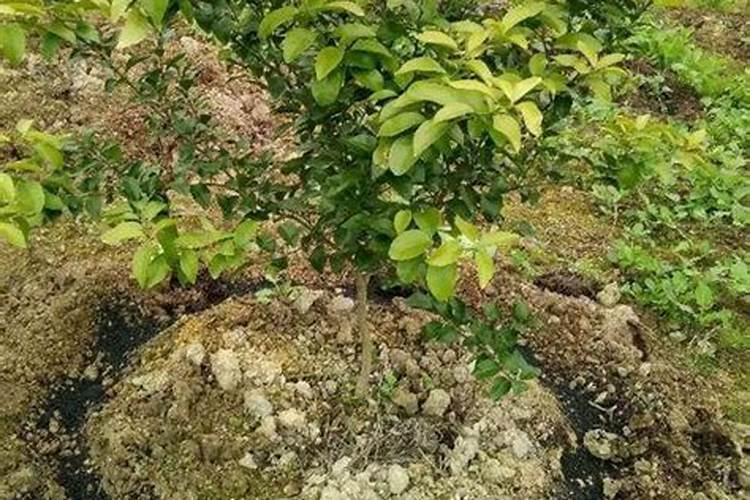 钙肥对农作物有哪些作用？为何果树还会出现烂果？