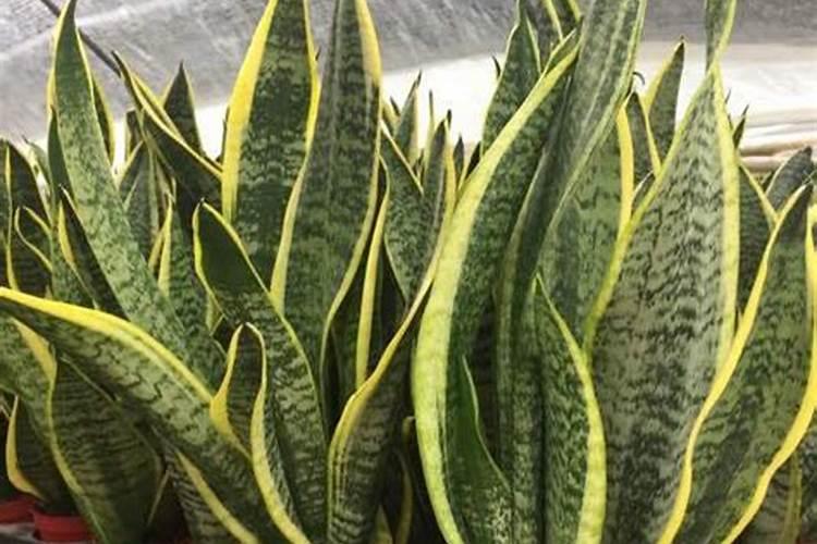 用过膨大剂的枣特点