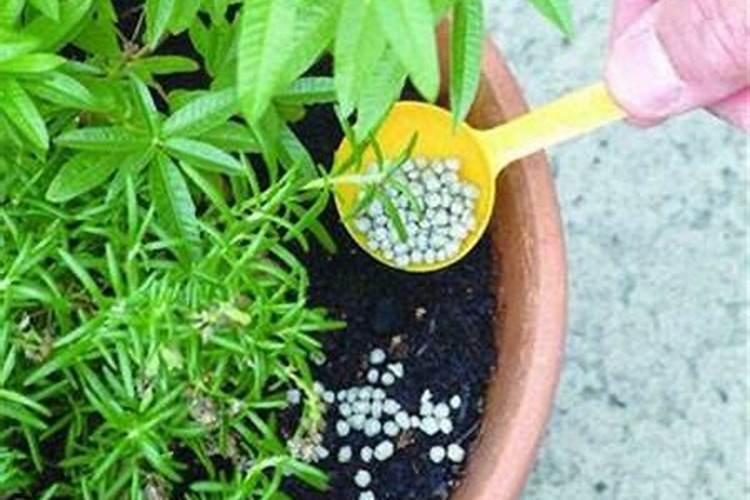 养花基肥有哪些