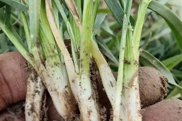 小麦春季追肥时间,追肥方法,用什么肥料好