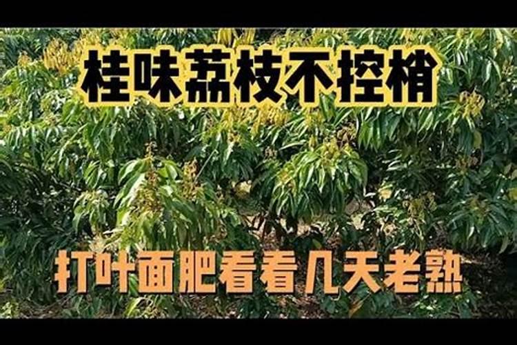 桂味荔枝10月底出梢怎么办