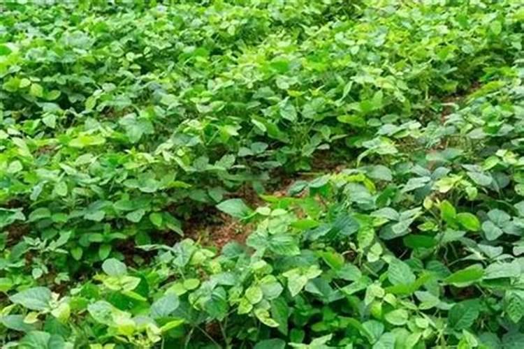 北京丰禾量子肥是真的吗