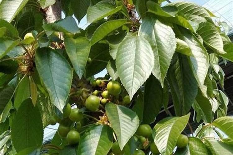 樱桃采摘后施什么肥料好