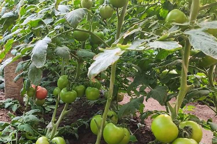 兰花可以用豆饼肥吗,怎样给兰花施饼肥