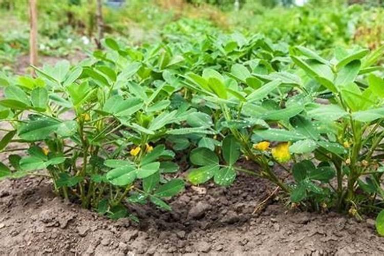 金丝梅怎么繁殖