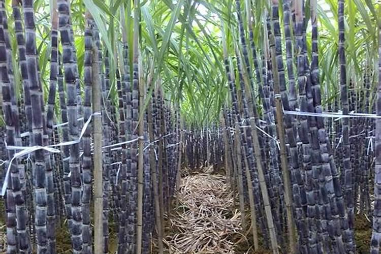 观音莲什么季节施肥最好 施肥多少合适