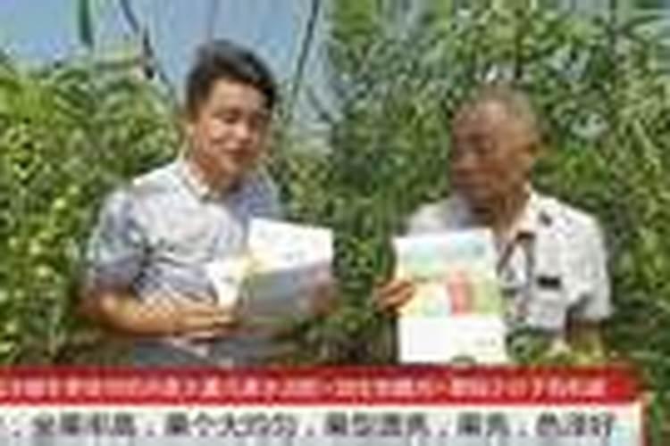 西瓜膨果期用什么肥料