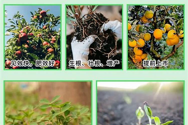 中微量元素水溶肥 一颗成年果树多少克 1克兑水升 灌土