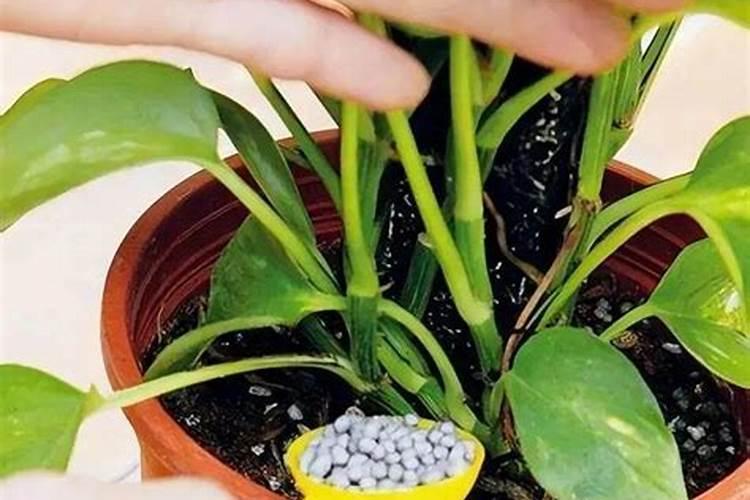 一盆花放几粒复合肥