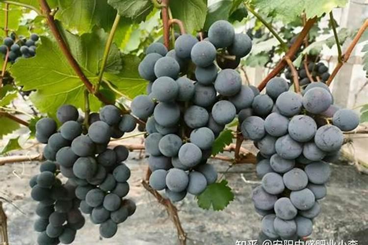 葡萄采收后用什么肥料