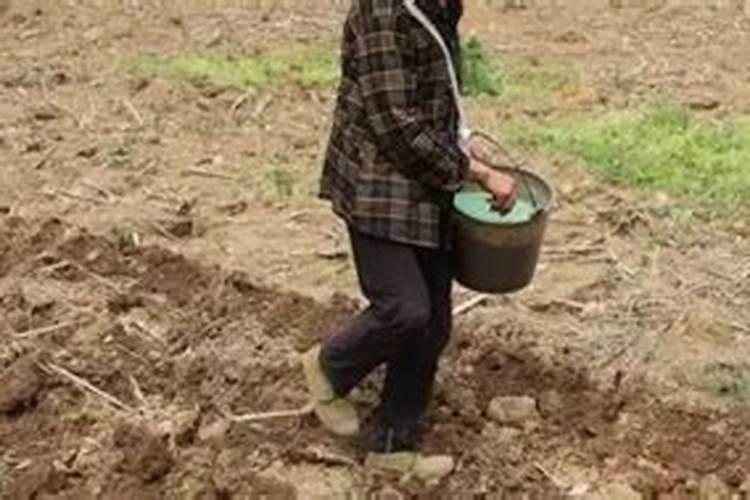 有机蔬菜都是用粪便种植的吗