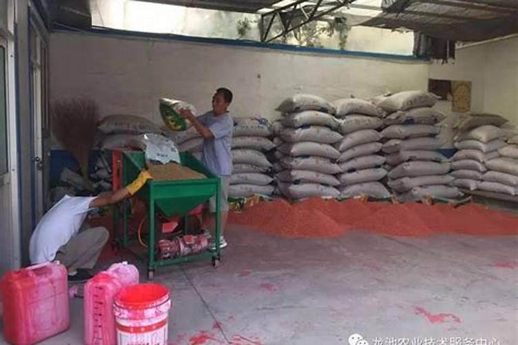 山荞麦秧的种植技术？