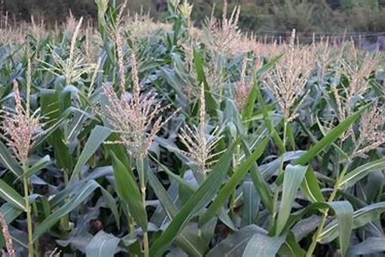 玉米扬花授粉期用不用补磷肥