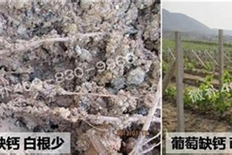 茶花怎样科学施肥