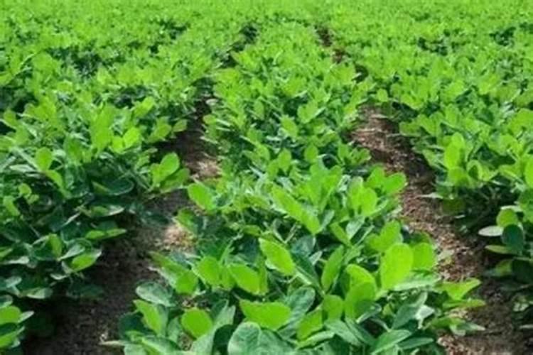 效果好的水溶肥是哪家