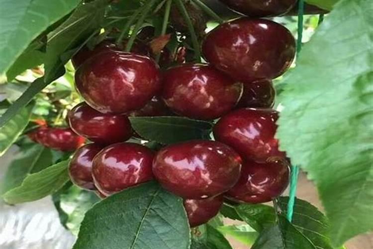 二至3年樱桃树如何施肥？