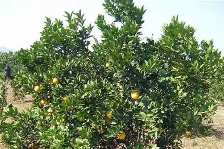 怎样种植脐橙树苗成活率高？