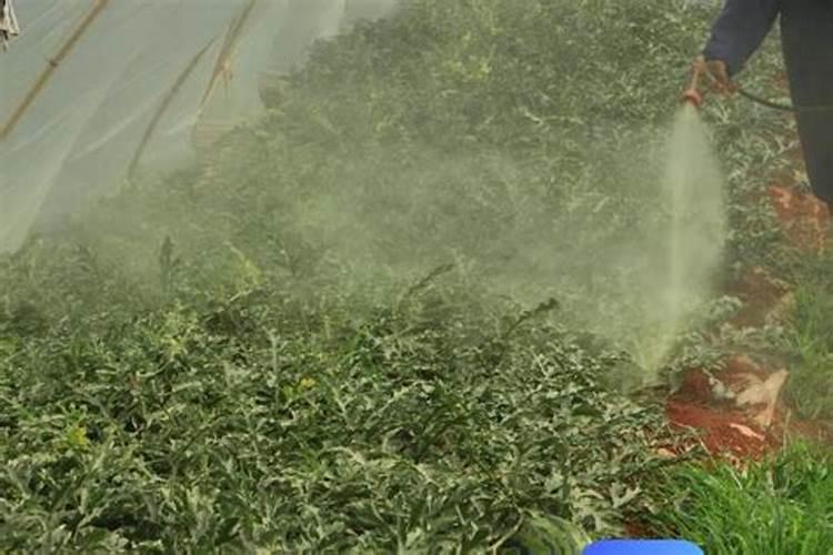 中国最好的肥料前十名