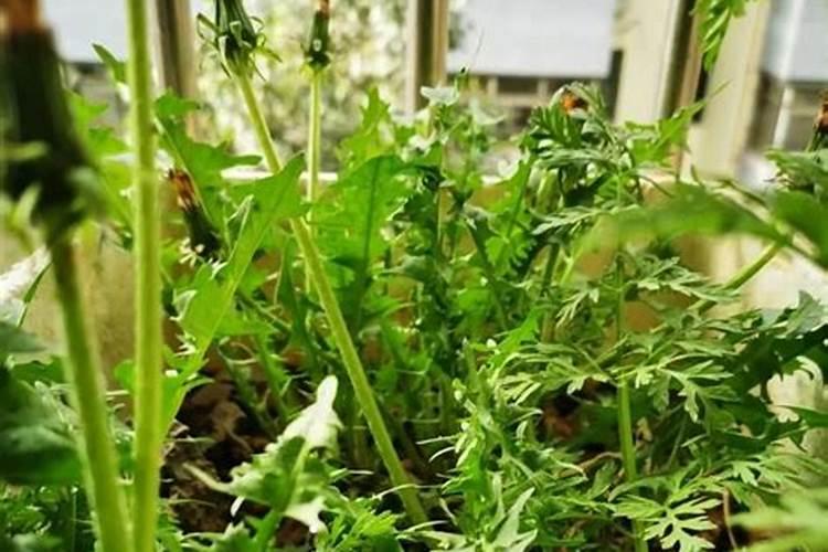 盆栽植物开花可以喷叶面肥吗