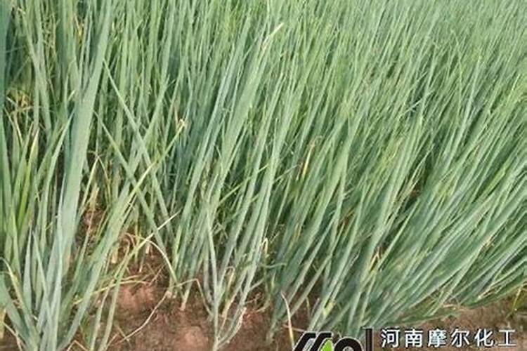 什么是硝硫基化肥