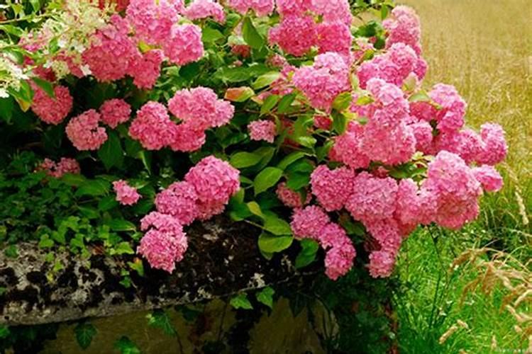 地里的芥菜叶黄(如图)是什么原因呢,有什么办法可以补救吗,谢谢大家!