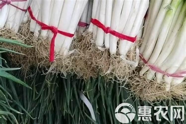 阳台种蒜苗怎么才可以长得壮 阳台种蒜苗的方法