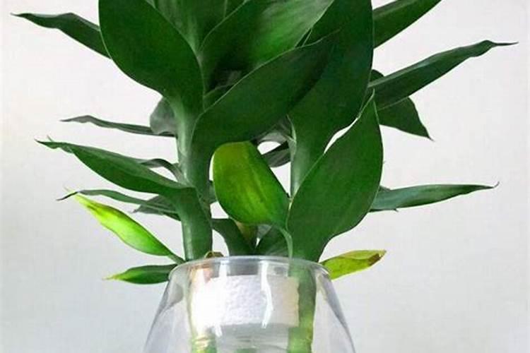 番茄为什么要点花 番茄点花药要怎么用