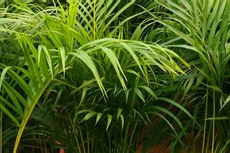 种油菜籽用什么肥料最好 栽油菜施什么肥产量高