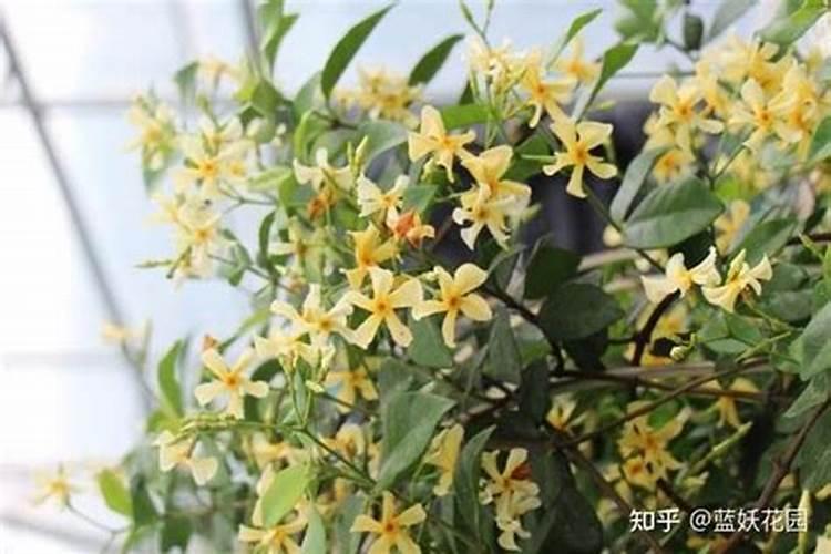 防己施什么肥