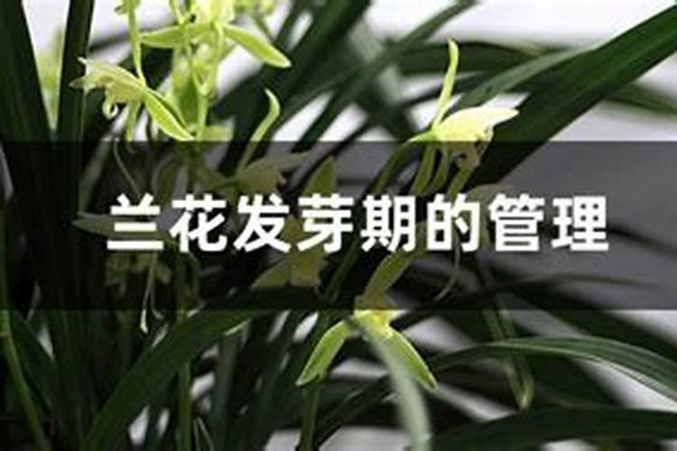 兰花发芽期的管理方法(浇水、施肥方法详解)