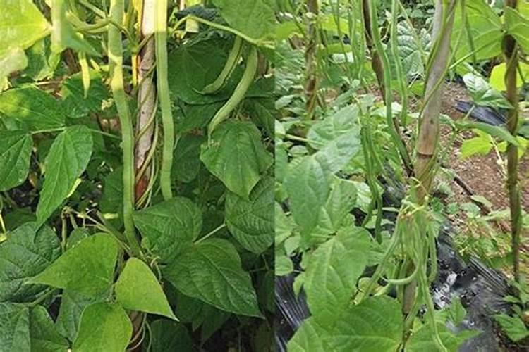 豆角开花期打什么叶面肥