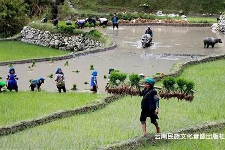 常见的氮肥有哪些