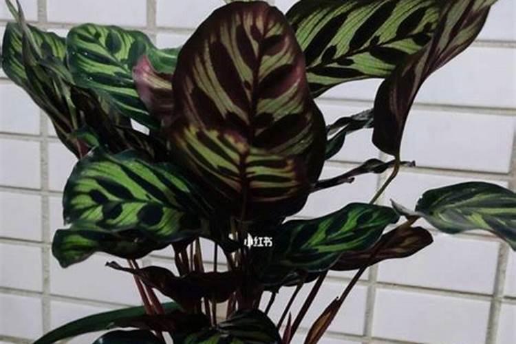 孔雀竹芋施什么肥最好