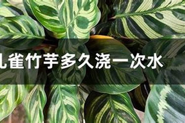 孔雀竹芋什么季节施肥最好 施肥多少合适