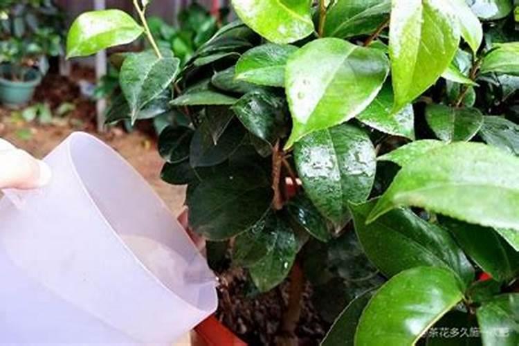 四季茶花用什么肥料好