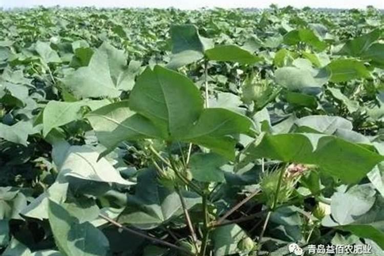 如何正确选择棉花叶面肥？施用肥料时需要注意什么？