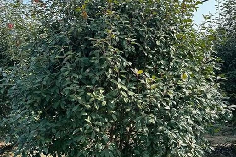 国家为什么强制火葬？？？