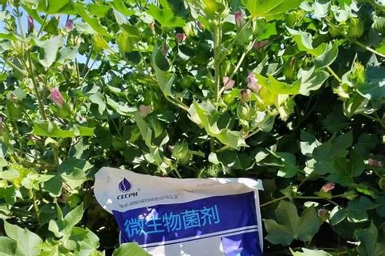 叶面肥厂家哪个做的最好？