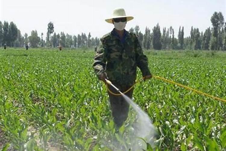 三角梅施什么肥好