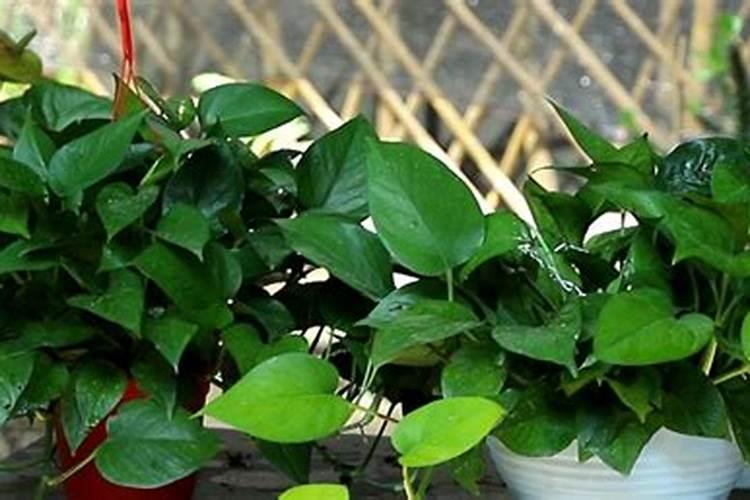 黄豆浇花施肥方法