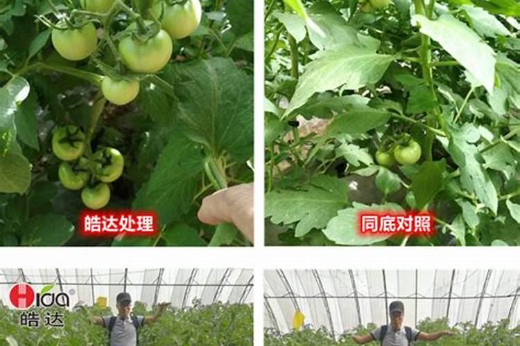 西红柿开花期如何浇水施肥