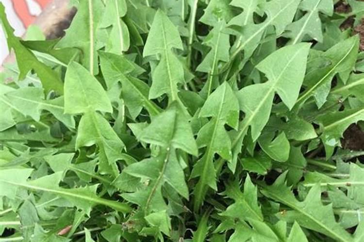 蒲公英是什么科,关于蒲公英的特点介绍