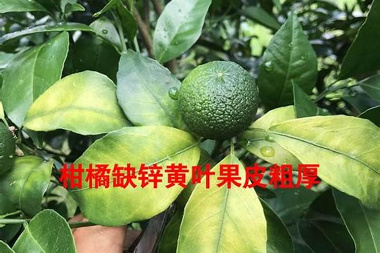 西红柿施肥之锌肥