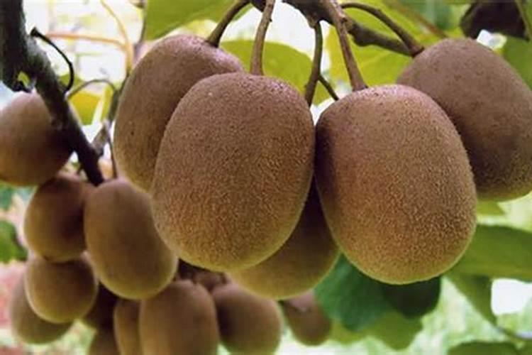 猕猴桃园用什么肥料最好