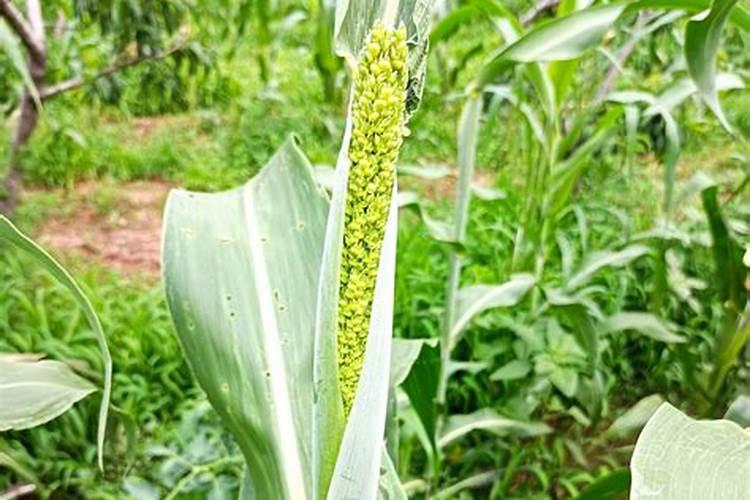 大葱种植高产施肥技巧 大葱种植高产施肥应该怎么做