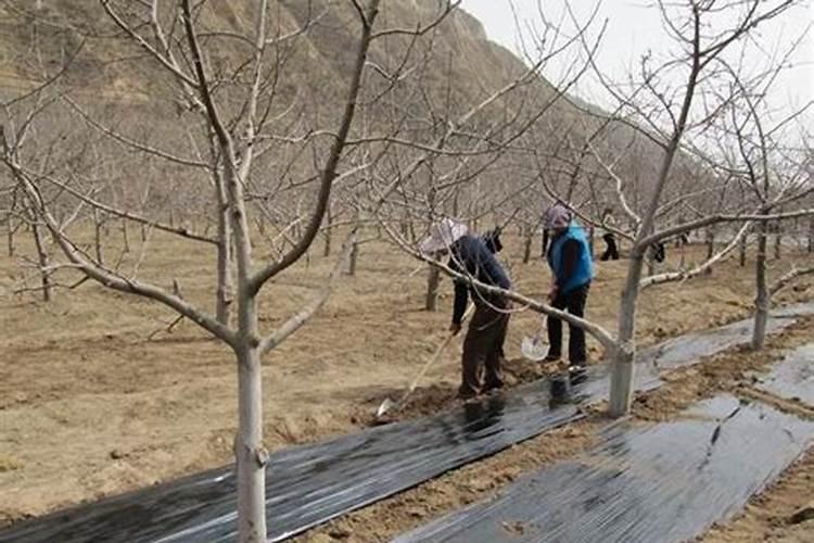 水溶肥料怎么使用