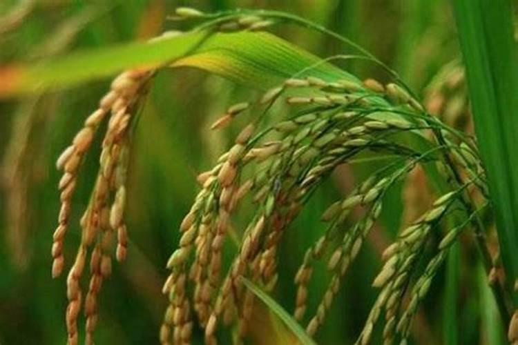 水稻施用氮肥过量有何危害？