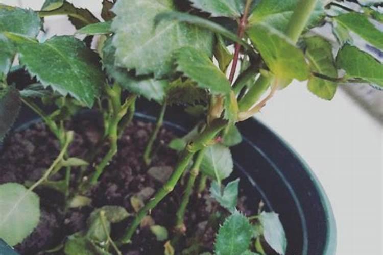 给花施肥,就用“6种废料”,盆土更肥沃,花草长势好,花量更大